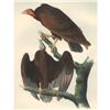 Image 1 : c1946 Audubon Print, #151 Turkey Vulture