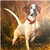 Image 1 : 20thc Hunting Dog Oil Painting