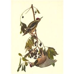 c1946 Audubon Print, #190 Yellow-bellied Sapsucker