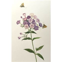 Limited Edition Print, Phlox & Butterflies