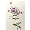 Image 1 : Limited Edition Print, Phlox & Butterflies