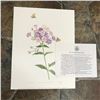Image 2 : Limited Edition Print, Phlox & Butterflies