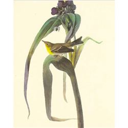 c1950 Audubon Print, Pine Warbler