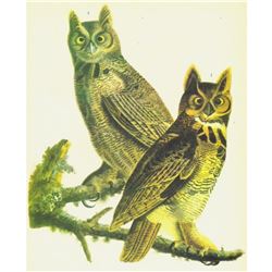 c1946 Audubon Print, #66 Great Horned Owl