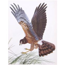 1950 Menaboni Print, Marsh Hawk