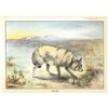 Image 2 : 1920's Coyote Color Lithograph Print