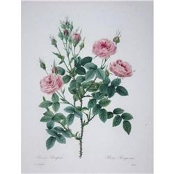 After Pierre-Jospeh Redoute, Floral Print, #133 Rosier Pompon (Rose)