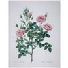 Image 1 : After Pierre-Jospeh Redoute, Floral Print, #133 Rosier Pompon (Rose)