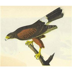 c1946 Audubon Print, #392 Harris's Hawk