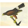 Image 1 : c1946 Audubon Print, #392 Harris's Hawk