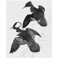 1950 Menaboni Print, Hooded Merganser (Black/White)