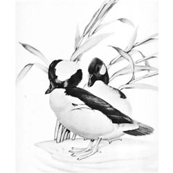 1950 Menaboni Print, Bufflehead ( Black/White )