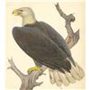 Image 1 : c1950 Audubon Print, Bald Eagle