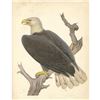 Image 2 : c1950 Audubon Print, Bald Eagle