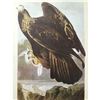 Image 1 : c1946 Audubon Print, #181 Golden Eagle