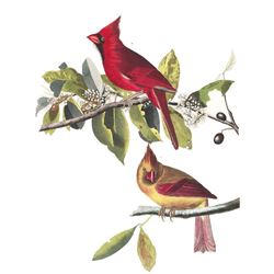 c1946 Audubon Print, #159 Cardinal