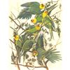 Image 1 : c1946 Audubon Print, #26 Carolina Paroquet