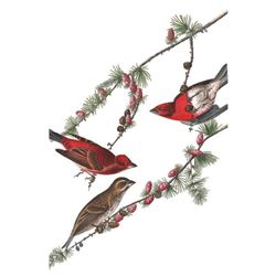 c1946 Audubon Print, #4 Purple Finch