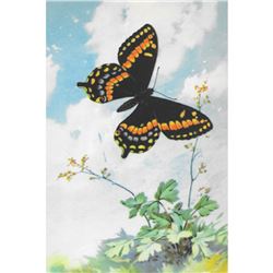 1920's Newfoundland Swallowtail Butterfly Color Lithograph Print