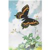 Image 1 : 1920's Newfoundland Swallowtail Butterfly Color Lithograph Print