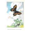 Image 2 : 1920's Newfoundland Swallowtail Butterfly Color Lithograph Print