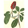 Image 1 : c1946 Audubon Print, #5 Canada Warbler