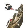 Image 1 : c1946 Audubon Print, #27 Red-Headed Woodpecker