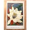 Image 2 : 1920's Night-Blooming Cereus Color Lithograph Print
