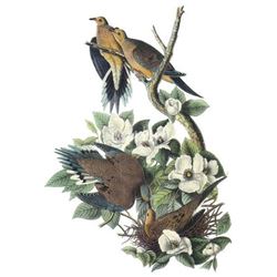 c1946 Audubon Print, #17 Mourning Dove