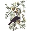 Image 1 : c1946 Audubon Print, #156 Crow