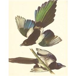 c.1950 Audubon Print, American Magpie