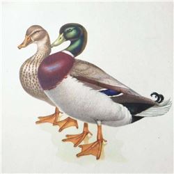 Original 1950 Book Plate Lithograph, Mallard Duck