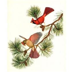 1950 Menaboni Bird Print, Cardinal