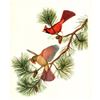 Image 1 : 1950 Menaboni Bird Print, Cardinal