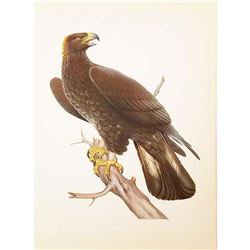 1950 Menaboni Print, Golden Eagle