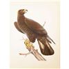 Image 1 : 1950 Menaboni Print, Golden Eagle