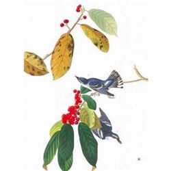 c1946 Audubon Print, #48 Cerulean Warbler