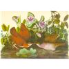 Image 1 : c1950 Audubon Print, Key West Quail-Dove