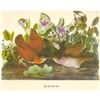 Image 2 : c1950 Audubon Print, Key West Quail-Dove