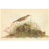 Image 1 : c1946 Audubon Print, #80 American Pipit