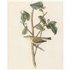 Image 2 : c1946 Audubon Print, #154 Tennessee Warbler