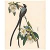 Image 1 : c1946 Audubon Print, #168 Fork-tailed Flycatcher