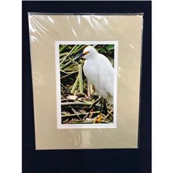 Lowcountry Marsh Bird Original Photograph