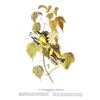 Image 2 : c1946 Audubon Print, #134 Blackburnian Warbler