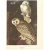 Image 2 : c1950 Audubon Print, Snowy Owl