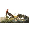 Image 2 : c1946 Audubon Print, #191 Willow Ptarmigan