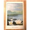 Image 2 : 1920's Pond Lily Color Lithograph Print