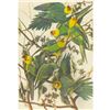 Image 1 : c1946 Audubon Print, #26 Carolina Paroquet