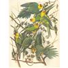 Image 2 : c1946 Audubon Print, #26 Carolina Paroquet