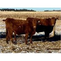 Mullen Land & Cattle Co. - Steers